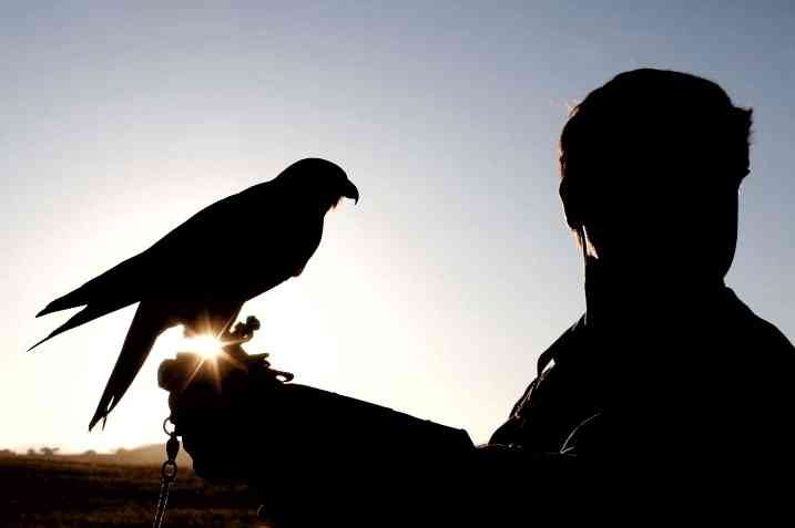 A Hedin Bird Control falconer at work with a falcon on-site